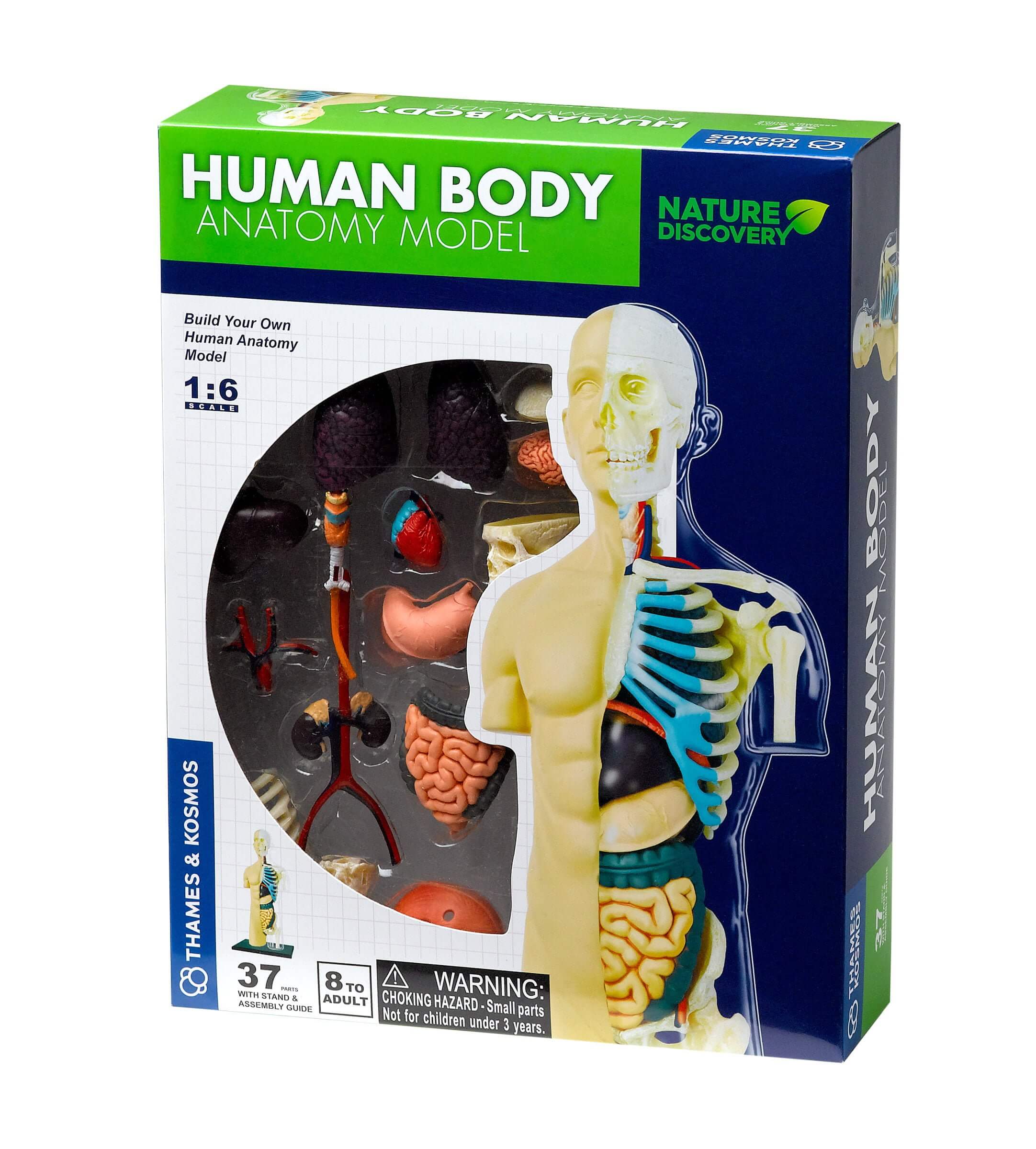 Human Body Anatomy Model